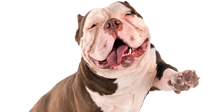 Imagem de um cachorro feliz
